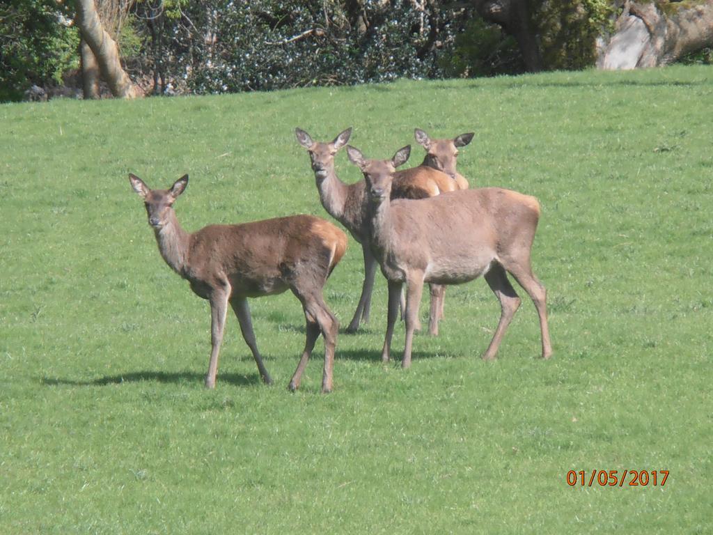 كيلارني Larkfield House B&B, Ballycasheen Kerry V93 Wd51 المظهر الخارجي الصورة